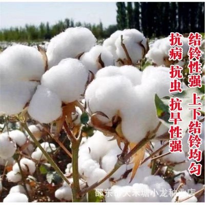 原装正品简化棉种子当季懒人专用免整枝高产大铃棉籽抗棉铃虫强