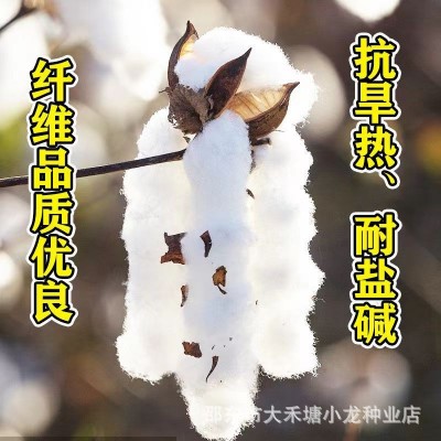 原装正品简化棉种子当季懒人专用免整枝高产大铃棉籽抗棉铃虫强图4