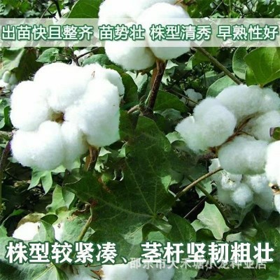 原装正品简化棉种子当季懒人专用免整枝高产大铃棉籽抗棉铃虫强图3