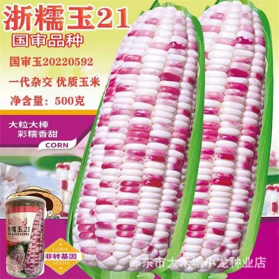 浙糯玉21彩甜糯玉米种子国审杂交非转基因花糯甜玉米约500克一罐