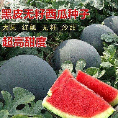 黑皮无籽西瓜种子甜产薄皮红心大西瓜种籽蔬菜水果种籽四季