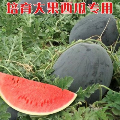 黑皮无籽西瓜种子甜产薄皮红心大西瓜种籽蔬菜水果种籽四季图4