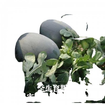黑皮无籽西瓜种子甜产薄皮红心大西瓜种籽蔬菜水果种籽四季图5