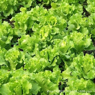 意大利生菜种子耐抽苔种籽阳台专用四季播蔬菜可生吃有机生菜种籽图2