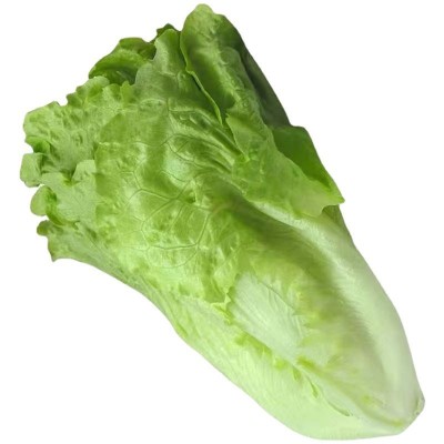 意大利生菜种子耐抽苔种籽阳台专用四季播蔬菜可生吃有机生菜种籽图5