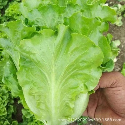 意大利生菜种子耐抽苔种籽阳台专用四季播蔬菜可生吃有机生菜种籽图4