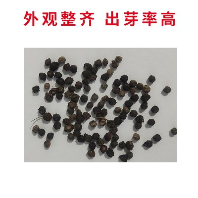 批发大叶木耳菜种子四季大叶鲜嫩豆腐菜盆栽庭院耐热蔬菜种籽图2