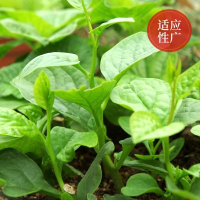 批发大叶木耳菜种子四季大叶鲜嫩豆腐菜盆栽庭院耐热蔬菜种籽图4