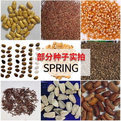 批发四季春夏秋季蔬菜种子瓜果种籽阳台盆栽农田菜园蔬菜种子大全图5
