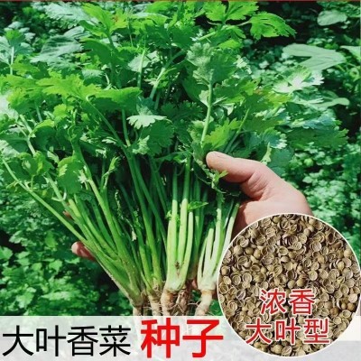 四季大叶香菜种子 澳洲速生香菜芫荽子大田高产阳台盆栽子香菜种