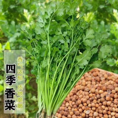 四季大叶香菜种子 澳洲速生香菜芫荽子大田高产阳台盆栽子香菜种图2