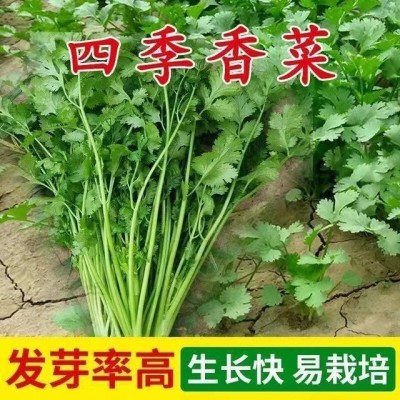 四季大叶香菜种子 澳洲速生香菜芫荽子大田高产阳台盆栽子香菜种图3