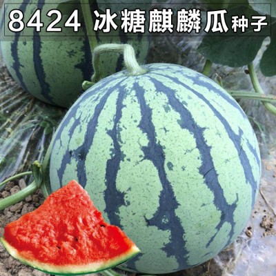8424麒麟西瓜种子无籽高产冰糖懒人西瓜种子南方四季蔬菜水果种孑