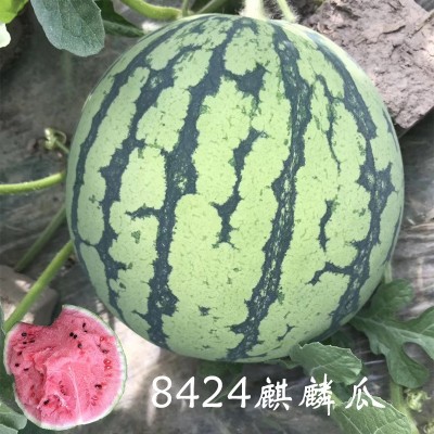 8424麒麟西瓜种子无籽高产冰糖懒人西瓜种子南方四季蔬菜水果种孑图4