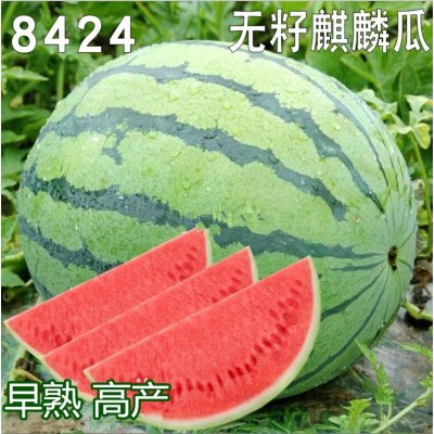 8424麒麟西瓜种子无籽高产冰糖懒人西瓜种子南方四季蔬菜水果种孑图3