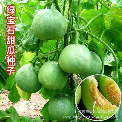 绿宝石甜瓜种子薄皮超甜香瓜种子春季四季脆瓜早熟水果种子抗热图4