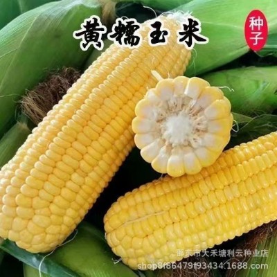 黄糯玉米种子超甜糯大棒四季高产抗病杂交皮薄糯甜黄糯粘玉米种子图2