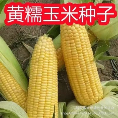 黄糯玉米种子超甜糯大棒四季高产抗病杂交皮薄糯甜黄糯粘玉米种子图3