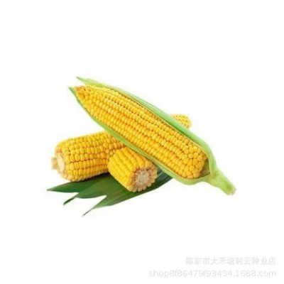 黄糯玉米种子超甜糯大棒四季高产抗病杂交皮薄糯甜黄糯粘玉米种子图5