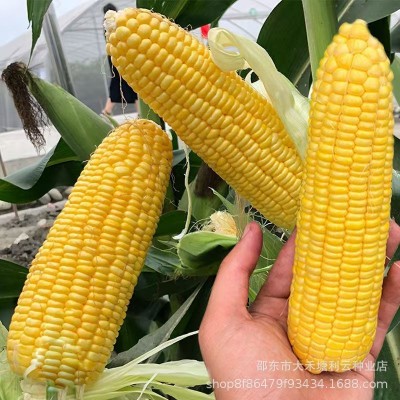 黄糯玉米种子超甜糯大棒四季高产抗病杂交皮薄糯甜黄糯粘玉米种子图4