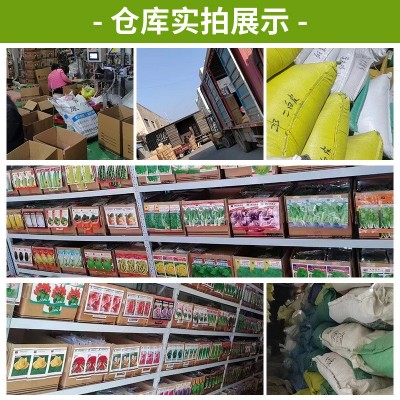 厂家批发代发快速香菜种子40克芫荽籽大叶耐热耐寒四季蔬菜种子图5