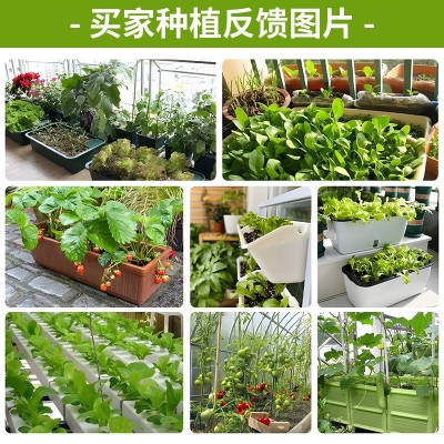 厂家批发代发快速香菜种子40克芫荽籽大叶耐热耐寒四季蔬菜种子图4