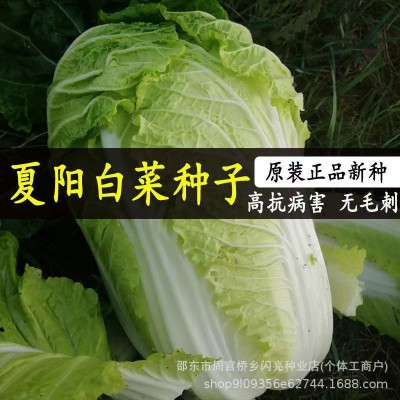 原装夏阳白菜种子抗热白菜种子夏季大白菜大白菜耐热农家蔬菜种孑