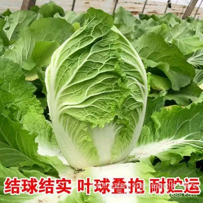 原装夏阳白菜种子抗热白菜种子夏季大白菜大白菜耐热农家蔬菜种孑图4