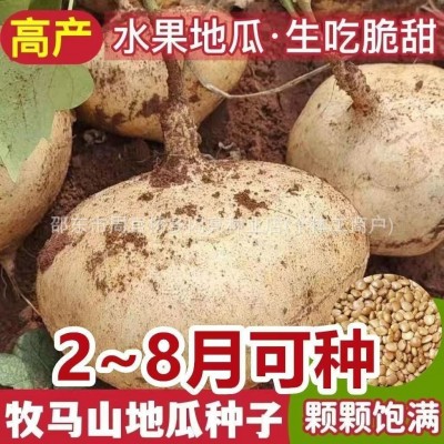 牧马山地瓜种子水果凉薯特大香甜早熟白番薯沙葛土瓜四季蔬菜种籽图3