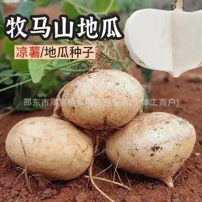 牧马山地瓜种子水果凉薯特大香甜早熟白番薯沙葛土瓜四季蔬菜种籽
