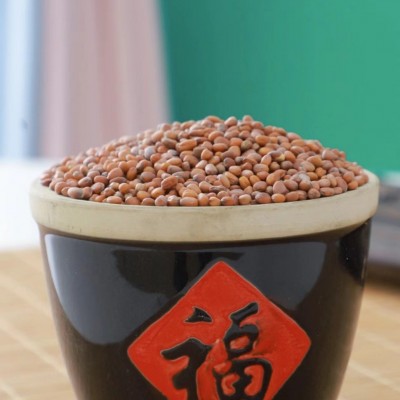 批发白杆萝卜芽苗菜种子水培芽苗菜萝卜苗种子当季新种图2