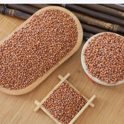 批发白杆萝卜芽苗菜种子水培芽苗菜萝卜苗种子当季新种图4