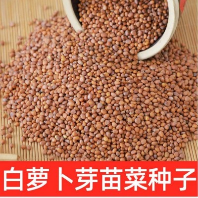 批发白杆萝卜芽苗菜种子水培芽苗菜萝卜苗种子当季新种