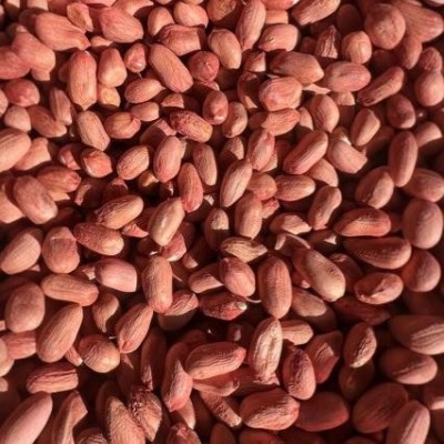 花育25花生种子青岛9616花生芽种子水培花生芽种子米图3