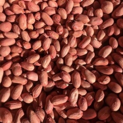 花育25花生种子青岛9616花生芽种子水培花生芽种子米图4