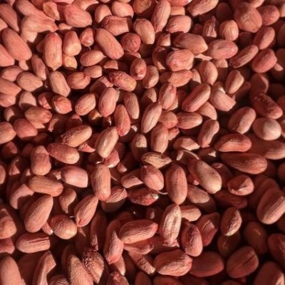 花育25花生种子青岛9616花生芽种子水培花生芽种子米图2