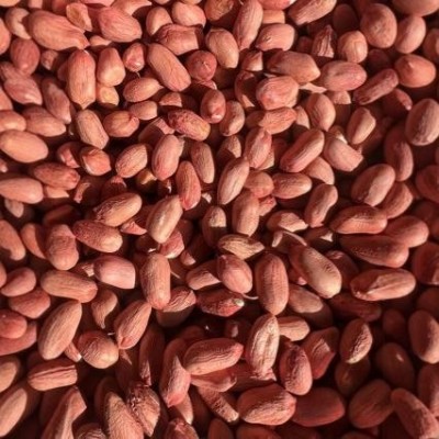 花育25花生种子青岛9616花生芽种子水培花生芽种子米