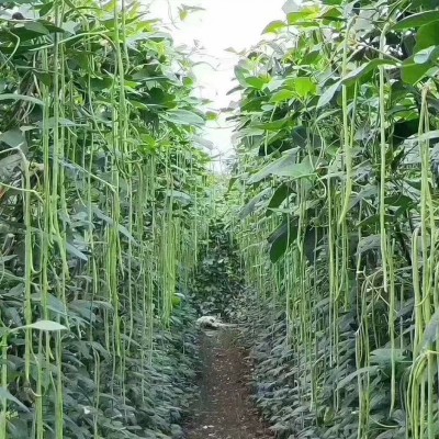 批发长豆角种子豇豆四季播种阳台盆栽豆角持满架农家蔬菜种子图3