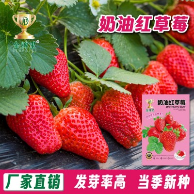 厂家直供四季播种奶油草莓种子室内阳台盆栽水果种籽田园瓜果种子