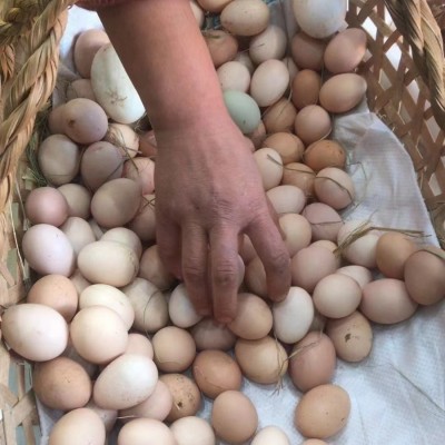 皖南土鸡蛋农家散养鸡蛋月子蛋现捡新鲜鸡蛋谷物蛋批发代发笨鸡蛋图2