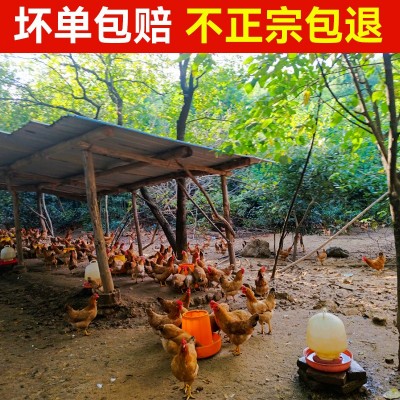 五谷散养虫草走地鸡蛋批发柴鸡蛋农家林间散养新鲜土鸡蛋 草鸡蛋图2
