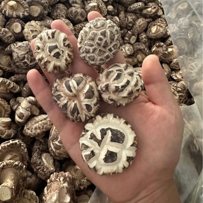 河南香菇百花菇蘑菇源头工厂直发餐饮酒店食品厂直供货源稳定充足图4