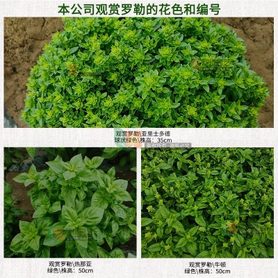 芳香罗植物种子勒种子九层塔花籽阳台盆栽可食用金不换花卉种子图4