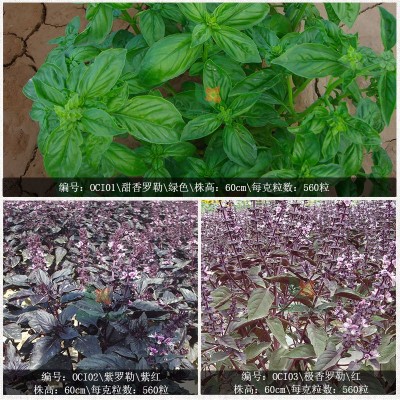 芳香罗植物种子勒种子九层塔花籽阳台盆栽可食用金不换花卉种子图2