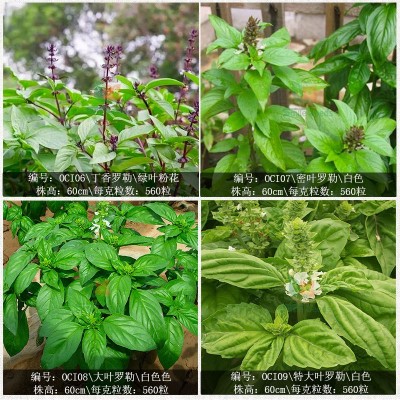 芳香罗植物种子勒种子九层塔花籽阳台盆栽可食用金不换花卉种子图3