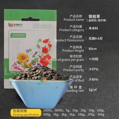 银扇草种子月光花/金钱花种子 庭院阳台观叶观花 耐寒易活 四季播图4