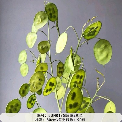 银扇草种子月光花/金钱花种子 庭院阳台观叶观花 耐寒易活 四季播图2