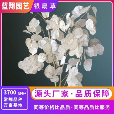 银扇草种子月光花/金钱花种子 庭院阳台观叶观花 耐寒易活 四季播