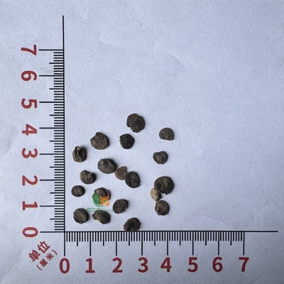 银扇草种子月光花/金钱花种子 庭院阳台观叶观花 耐寒易活 四季播图3