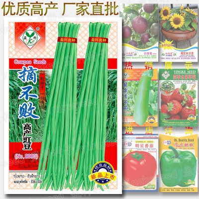 摘不败高产豇豆种籽 约70粒久摘不败长豆角籽 天天摘不败豆角种子图3